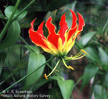 راهنمای نگهداری و پرورش گل و گیاهان زینتی - شعله لیلی